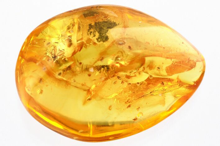 + Fossil Scale Insects and a Biting Midge in Baltic Amber #367307